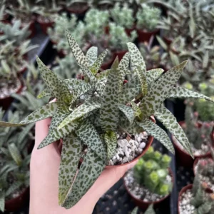 Silver Squill Live Plant - Ledebouria Socialis Houseplant - 2.5 inch Pot - Indoor/Outdoor - Image 8