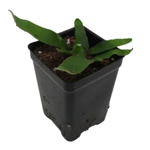 Silver Staghorn Fern Live Plant – Platycerium veitchii – 2.5 inch Pot - Image 4