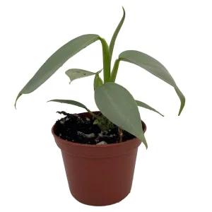 Silver Sword Philodendron Hastatum Live Plant – 2.5 inch Pot – Indoor Foliage - Image 2