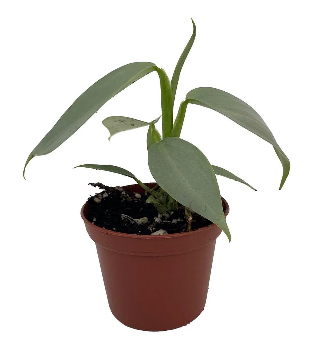 Silver Sword Philodendron Hastatum Live Plant – 2.5 inch Pot – Indoor Foliage - Image 2