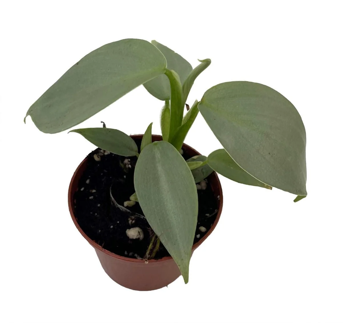 Silver Sword Philodendron Hastatum Live Plant – 2.5 inch Pot – Indoor Foliage - Image 3