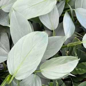 Silver Sword Philodendron Hastatum Live Plant – 2.5 inch Pot – Indoor Foliage - Image 4