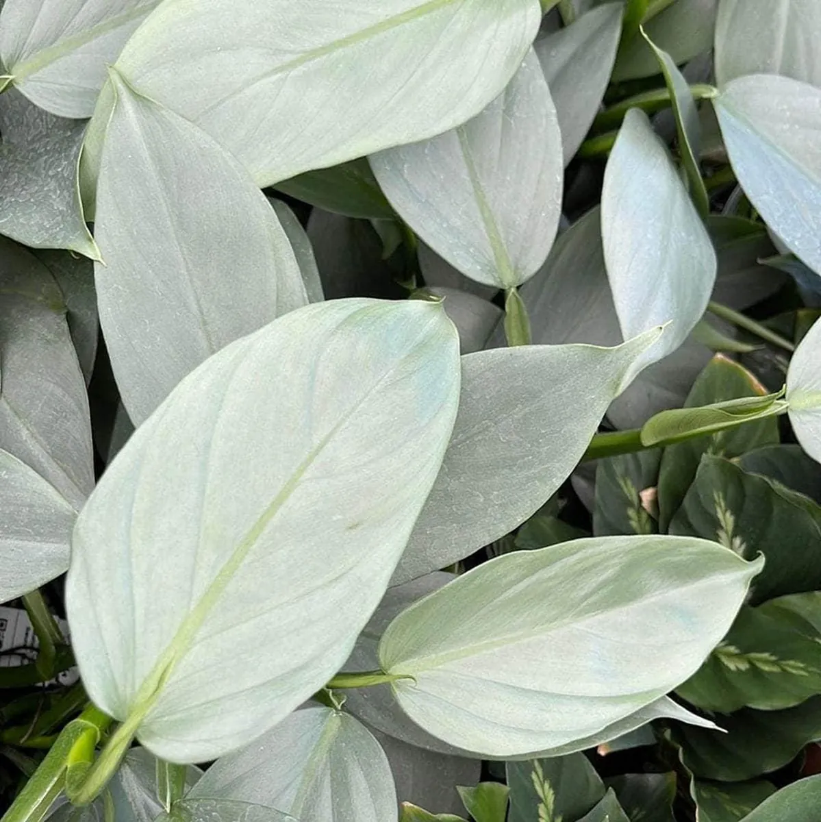 Silver Sword Philodendron Hastatum Live Plant – 2.5 inch Pot – Indoor Foliage - Image 4
