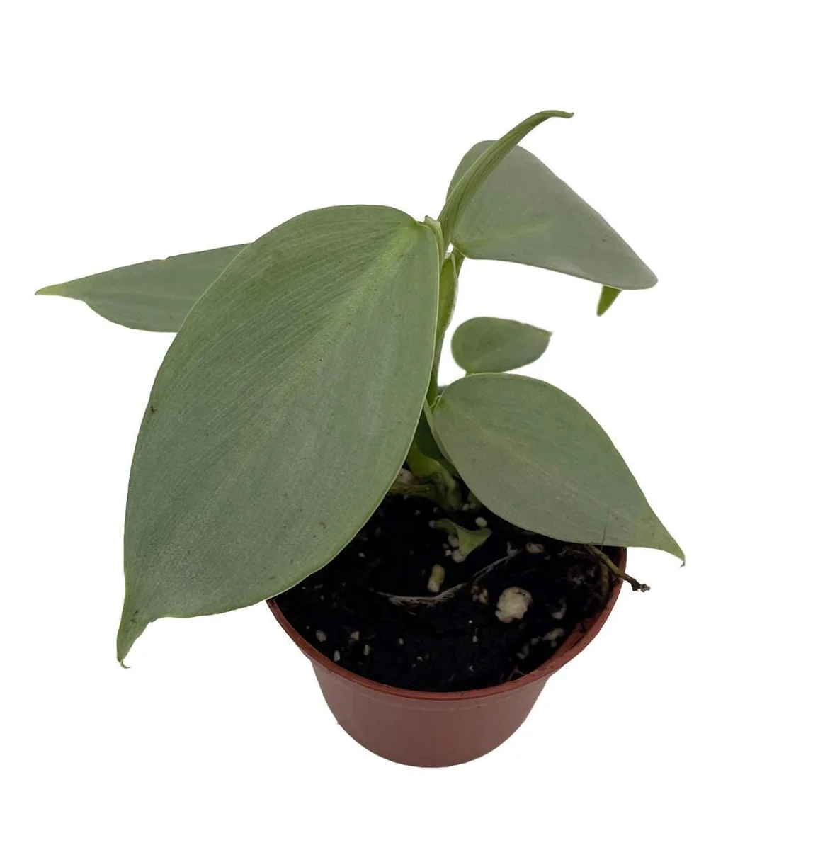 Silver Sword Philodendron Hastatum Live Plant – 2.5 inch Pot – Indoor Foliage - Image 1