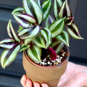 Silver Wandering Jew Live Plant in 3" Pot - Tradescantia Indoor Houseplant - Image 2