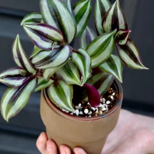 Silver Wandering Jew Live Plant in 3