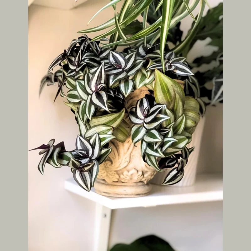 pothos n'joy plant Pothos main image 1