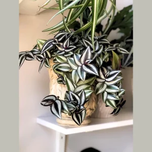 Silver Wandering Jew Plant – Pink Tradescantia Live Plant – 4 inch Nursery Pot – Easy Care Indoor Houseplant - Image 1