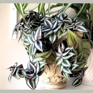Silver Wandering Jew Plant – Pink Tradescantia Live Plant – 4 inch Nursery Pot – Easy Care Indoor Houseplant - Image 4