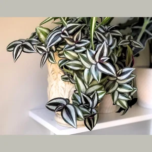 Silver Wandering Jew Plant – Pink Tradescantia Live Plant – 4 inch Nursery Pot – Easy Care Indoor Houseplant - Image 6