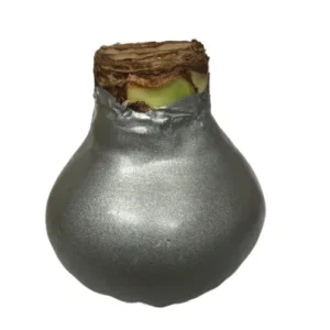 Silver Waxed Amaryllis Bulb, Size 28/30, Indoor Decor Plant - Image 2