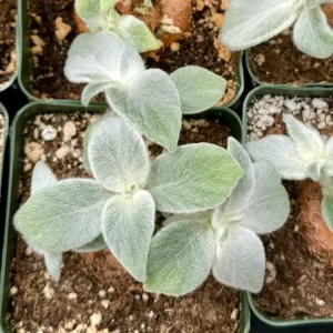 Sinningia Leucotricha Live Plant - Rare Caudex, Fuzzy Leaves (2.5"-4" Pot) - Image 2