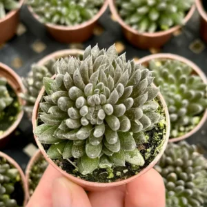 Sinocrassula Yunnanensis Live Succulent Plant - Chinese Jade in 2 inch Pot - Image 2