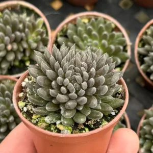 Sinocrassula Yunnanensis Live Succulent Plant - Chinese Jade in 2 inch Pot - Image 1
