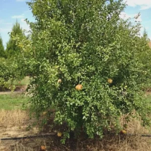 Sirenevyi Pomegranate Starter Plant - Cold Hardy Punica Granatum Live Plant - Image 2