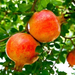 Sirenevyi Pomegranate Starter Plant - Punica Granatum 'Sirenevyi' - 5 Pack - Cold Hardy Fruit Tree - Image 1