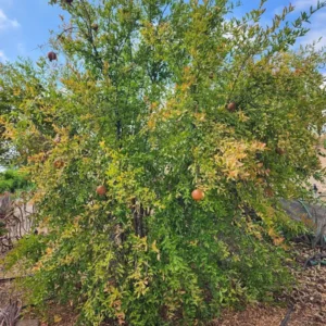 Sirenevyi Pomegranate Starter Plant - Punica Granatum 'Sirenevyi' - 5 Pack - Cold Hardy Fruit Tree - Image 8