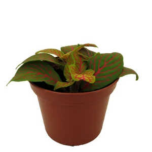 Skeleton Fittonia Nerve Plant Live Plant - Easy Houseplant - 2.5 inch Pot - Image 1