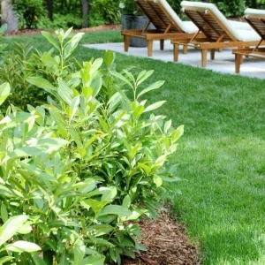 Skip Laurel Shrub Live Plant, 2.5'' Pot, 6-12 inch Height, Outdoor Evergreen Hedge - Image 2