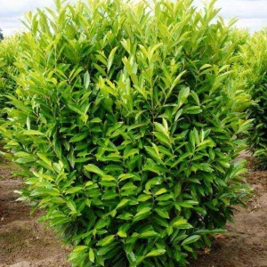 Skip Laurel Shrub Live Plant, 2.5'' Pot, 6-12 inch Height, Outdoor Evergreen Hedge - Image 3