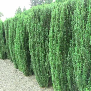 Sky Pencil Holly Live Plant – 6-12