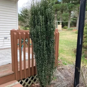 Sky Pencil Holly Live Plant – 6-12" Tall – 2.5" Pot – Ilex crenata 'Sky Pencil' - Image 2