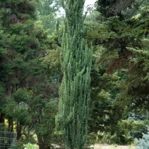 Sky Pencil Holly Live Plant – 6-12