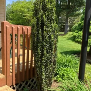 Sky Pencil Holly Live Plant – 6-12" Tall – 2.5" Pot – Ilex crenata 'Sky Pencil' - Image 1