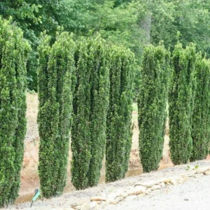 Sky Pencil Holly Live Plant – 6-12