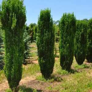 Sky Pencil Holly Live Plant – Evergreen Shrub, 6-12 inch, Quart Pot, Outdoor - Image 2