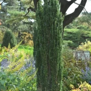 Sky Pencil Holly Live Plant – Evergreen Shrub, 6-12 inch, Quart Pot, Outdoor - Image 4