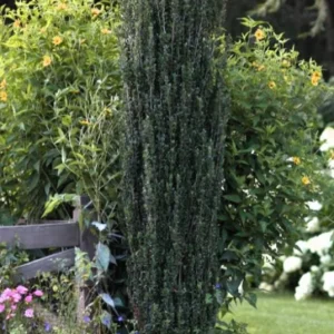 Sky Pencil Holly Live Plant – Evergreen Shrub, 6-12 inch, Quart Pot, Outdoor - Image 5