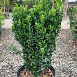 Sky Pencil Holly Live Plant - Ilex Crenata Columnar Shrub, Quart Pot, 6-8 ft Tall, Outdoor - Image 2
