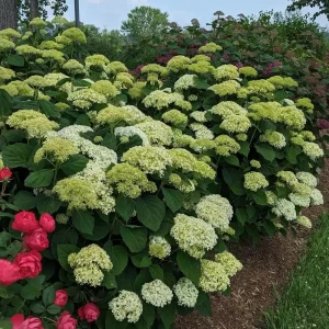 Smooth Hydrangea Perennial Live Plant - Storm Proof Incrediball - 4 inch Pot - Image 3