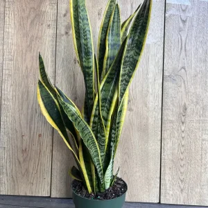 Snake Plant Laurentii Live Plant – 6 inch Pot – Indoor Air Purifier - Image 2