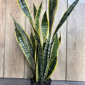 Snake Plant Laurentii Live Plant – 6 inch Pot – Indoor Air Purifier - Image 4