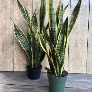 Snake Plant Laurentii Live Plant – 6 inch Pot – Indoor Air Purifier - Image 5