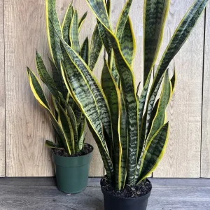 Snake Plant Laurentii Live Plant – 6 inch Pot – Indoor Air Purifier - Image 6