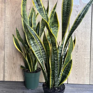 Snake Plant Laurentii Live Plant – 6 inch Pot – Indoor Air Purifier - Image 7