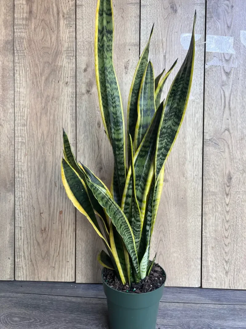 Snake Plant Sansevieria Laurentii - Air-purifying houseplant 6" Pot / Grower Pot by Succulents Box