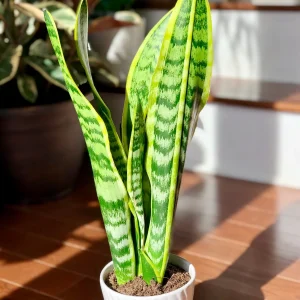 Snake Plant Live Houseplant – 4.5 inch Pot – Air Purifying – Low Light - Image 2