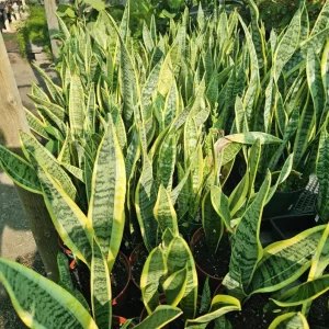 Snake Plant Live Houseplant - 6" Pot - Sansevieria trifasciata - Easy Care Indoor - Image 2
