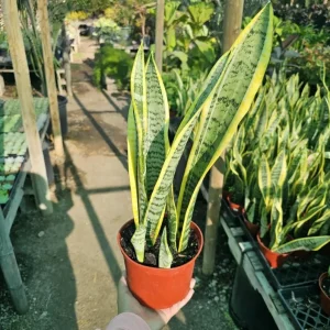 Snake Plant Live Houseplant - 6