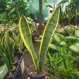 Snake Plant Live Houseplant - Sansevieria trifasciata - 4" Pot - Air Purifying Indoor - Image 2
