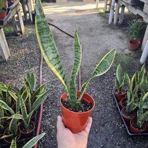 Snake Plant Live Houseplant - Sansevieria trifasciata - 4