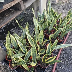 Snake Plant Live Houseplant - Sansevieria trifasciata - 4