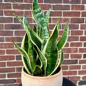 Snake Plant Live Plant - Sansevieria Laurentii & Zeylanica - Air Purifier - Image 2