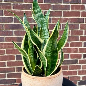 Snake Plant Live Plant - Sansevieria Laurentii & Zeylanica, Air Purifier - Image 2