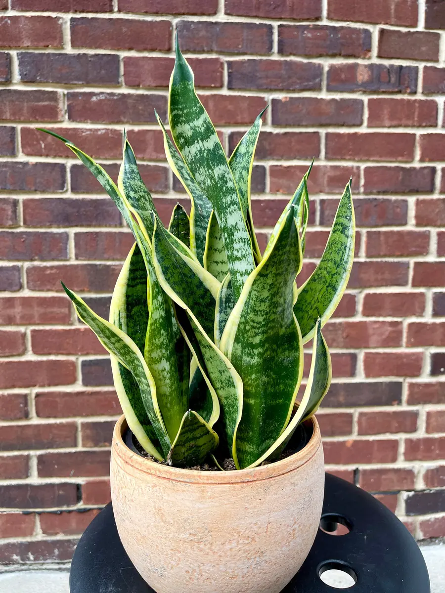 Snake Plant Live Plant - Sansevieria Laurentii & Zeylanica, Air Purifier - Image 2