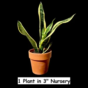 Snake Plant Live Plant - Sansevieria Laurentii & Zeylanica - Air Purifier - Image 3